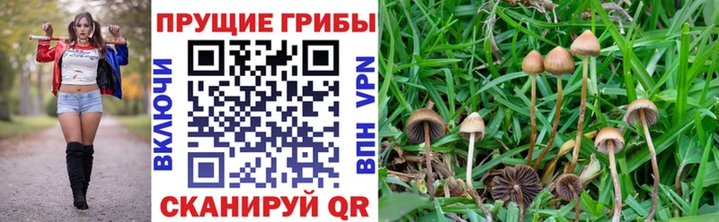 Псилоцибиновые грибы MAGIC MUSHROOMS Мыски